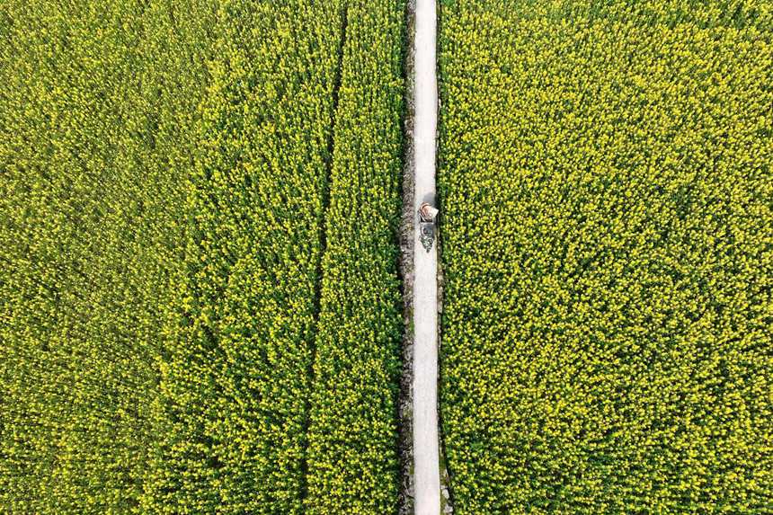 黔江區(qū)鵝池鎮(zhèn)南溪村油菜花田。楊敏攝