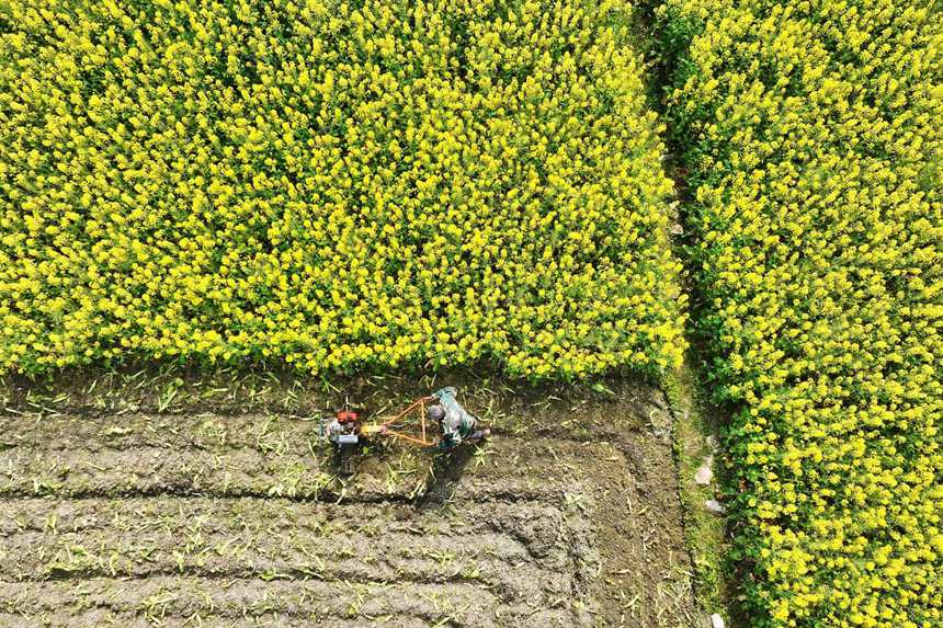 村民在油菜花地里勞作。楊敏攝