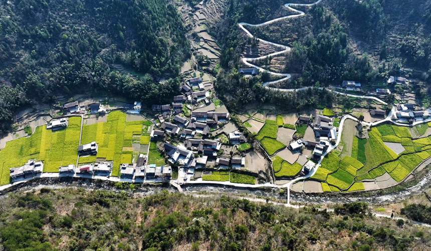 黔江區(qū)鵝池鎮(zhèn)南溪村油菜花田。楊敏攝