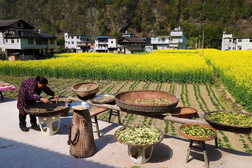 村民在院壩晾曬自制的腌菜。楊敏攝