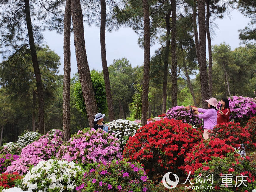 游客在放牛村杜鵑花海打卡拍照。人民網(wǎng) 陳琦攝