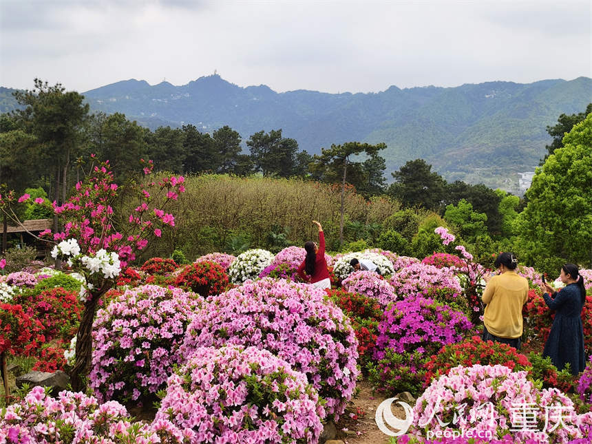 游客在放牛村杜鵑花海打卡拍照。人民網(wǎng) 陳琦攝