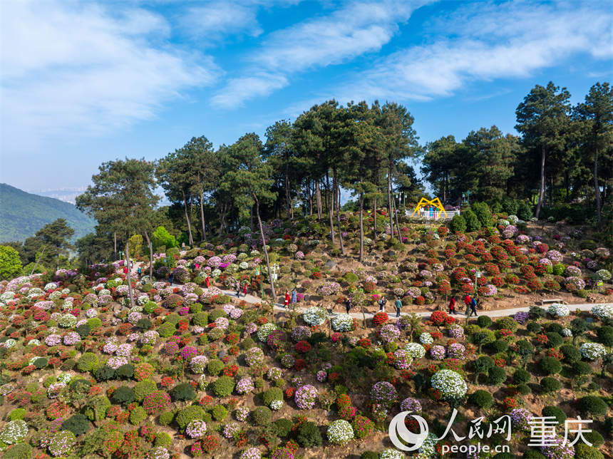 5000余株杜鵑花在放牛村的山坡上層層疊疊開放。郭旭攝