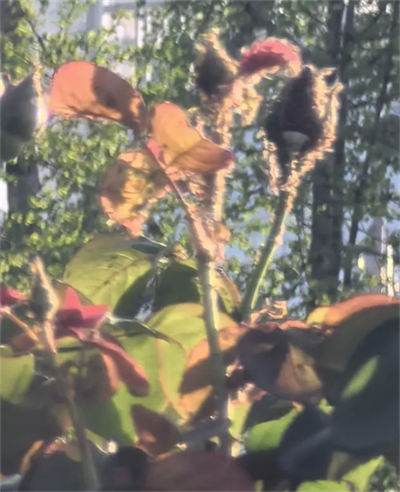 北濱路部分月季花受到蚜蟲(chóng)侵害。網(wǎng)友供圖