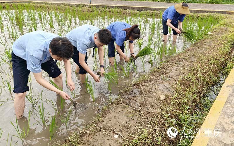 企業(yè)員工工作之余，可以下田插秧，體驗(yàn)農(nóng)趣。 人民網(wǎng)記者 馮文彥攝