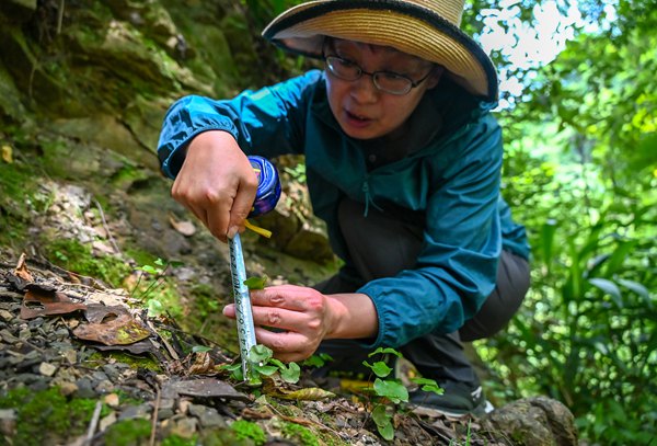 科研人員查看生長(zhǎng)情況。付作僑攝