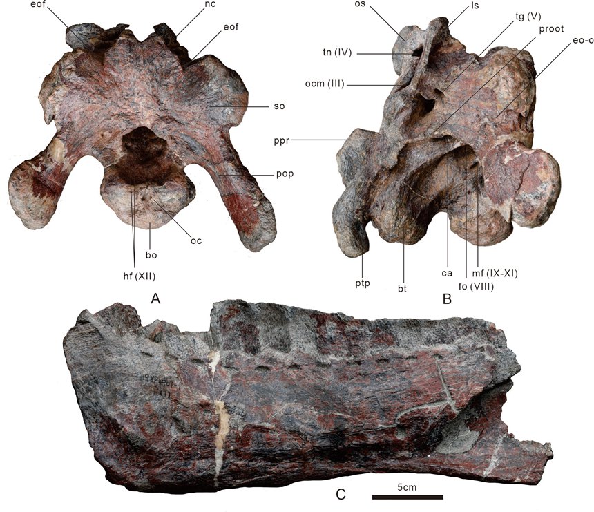 朐忍渝州龍化石。云陽(yáng)縣委宣傳部供圖