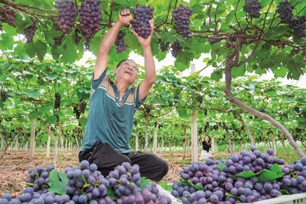 岳池縣石埡鎮(zhèn)張口樓村的紫晶葡萄采摘園，工人正忙著采摘。岳池縣委宣傳部供圖