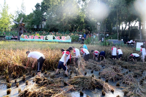 生活教育“稻”這里。合川育才學(xué)校供圖