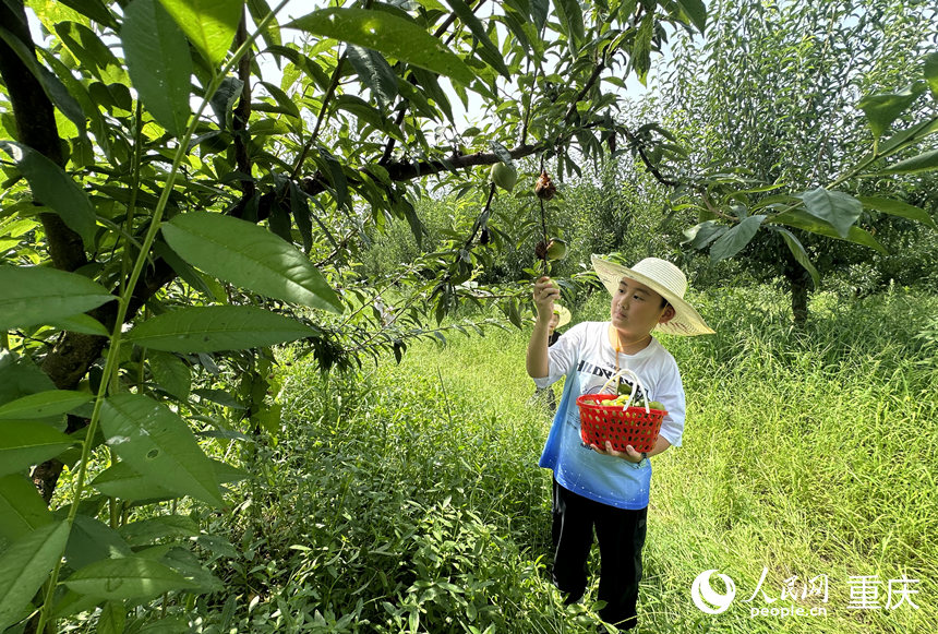 小朋友在基地采摘李子。人民網(wǎng)記者 劉政寧攝