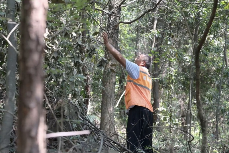 黃德成在巡林。羅丹攝