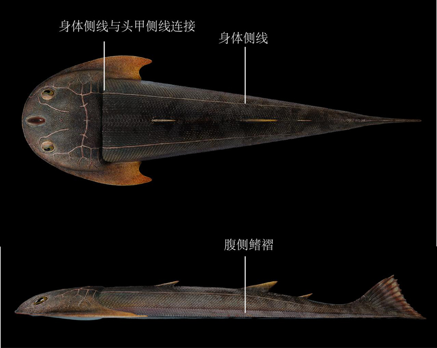 雙叉苗家魚身體側(cè)線與成對腹側(cè)鰭褶（擬石科技制圖）。重慶市規(guī)劃和自然資源局供圖