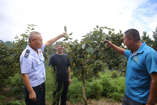 武隆區(qū)稅務局駐文復鄉(xiāng)楠木村工作隊隊員向當?shù)靥鹗练N植大戶了解甜柿生長情況。曾一鳴攝