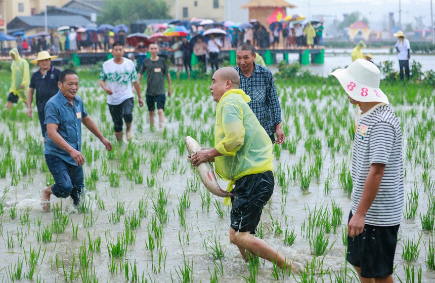 9月22日，2024年中國農(nóng)民豐收節(jié)長江三峽（梁平）慶祝活動現(xiàn)場，群眾在參與摸魚比賽。熊偉攝