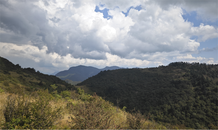 重慶巫溪陰條嶺蔥坪高海拔區(qū)域的五脈綠絨蒿生境。危永勝拍攝