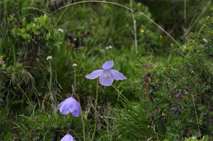 重慶巫溪陰條嶺蔥坪高海拔區(qū)域的五脈綠絨蒿-危永勝拍攝