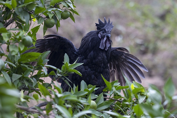 黑雞基地。姜家鎮(zhèn)供圖