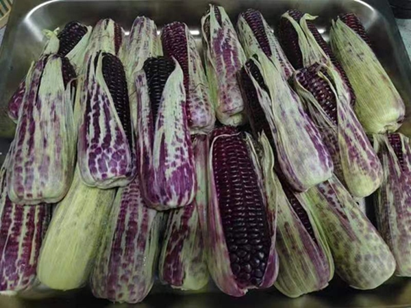 黑玉米。姜家鎮(zhèn)供圖