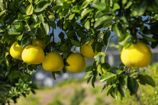 梁平柚掛滿枝頭。熊偉攝