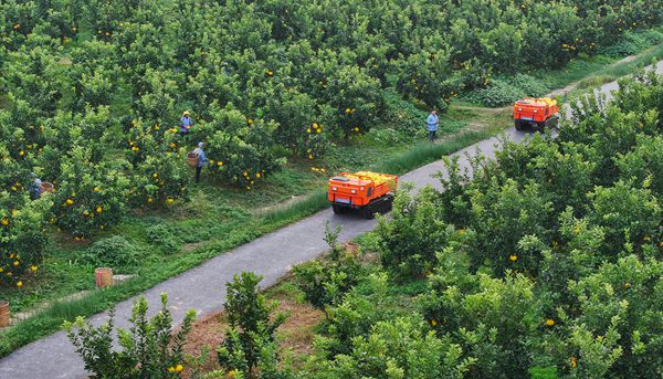 果園里面忙采摘。熊偉攝