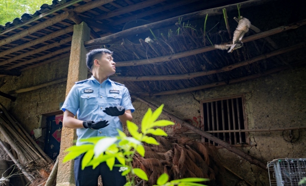 陳港對成功“畢業(yè)”的13只貓頭鷹進行野外放歸。熊威攝