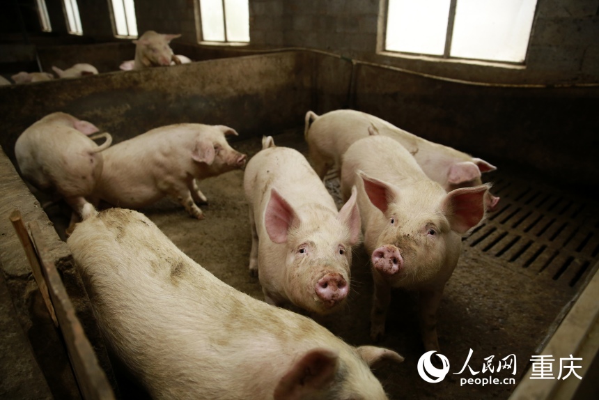 位于城口縣蓼子鄉(xiāng)“守令生態(tài)生豬養(yǎng)殖基地”內(nèi)即將出欄的生豬。人民網(wǎng)記者 劉政寧攝