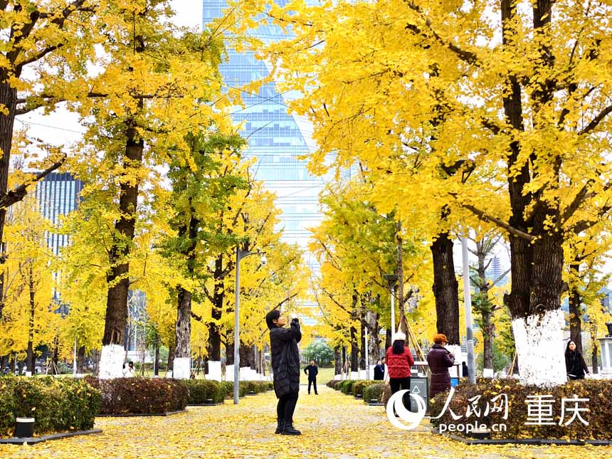 重慶兩江幸福廣場，市民在銀杏樹下游玩拍照。人民網(wǎng) 陳琦攝