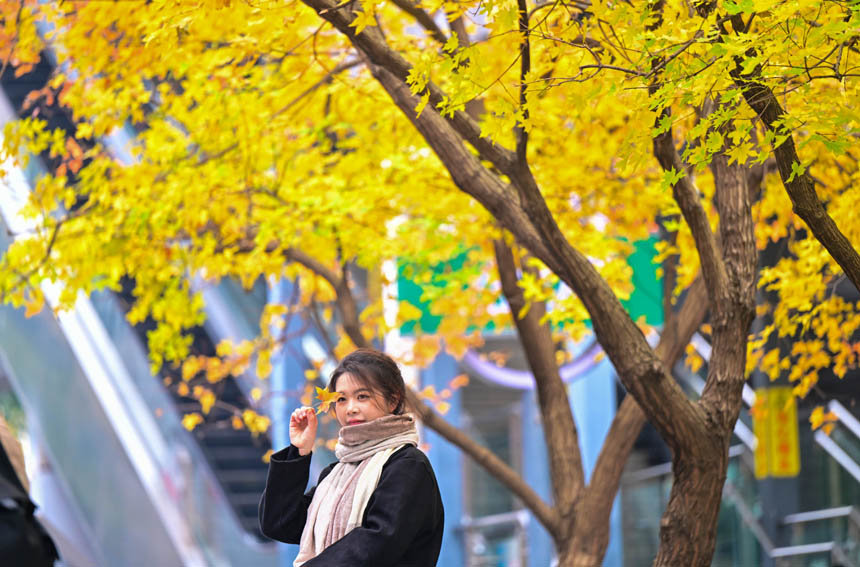 市民在南岸區(qū)學府大道銀杏樹下拍照留影。郭旭攝