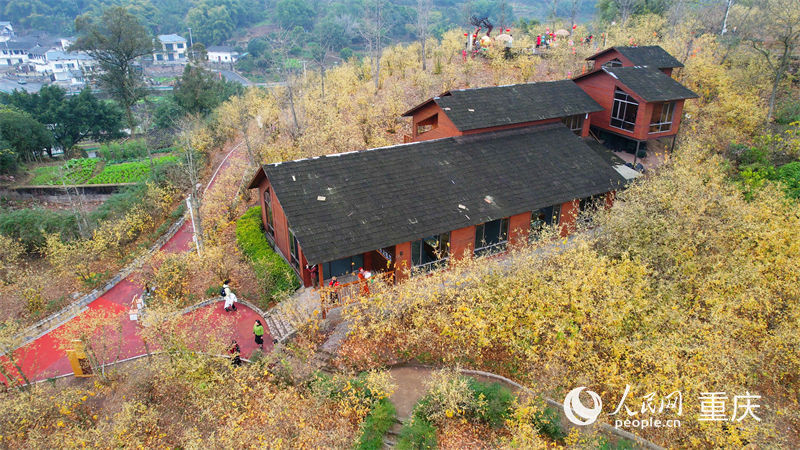 重慶市北碚區(qū)靜觀鎮(zhèn)蠟梅園，漫山的蠟梅花競(jìng)相綻放。人民網(wǎng)劉祎攝