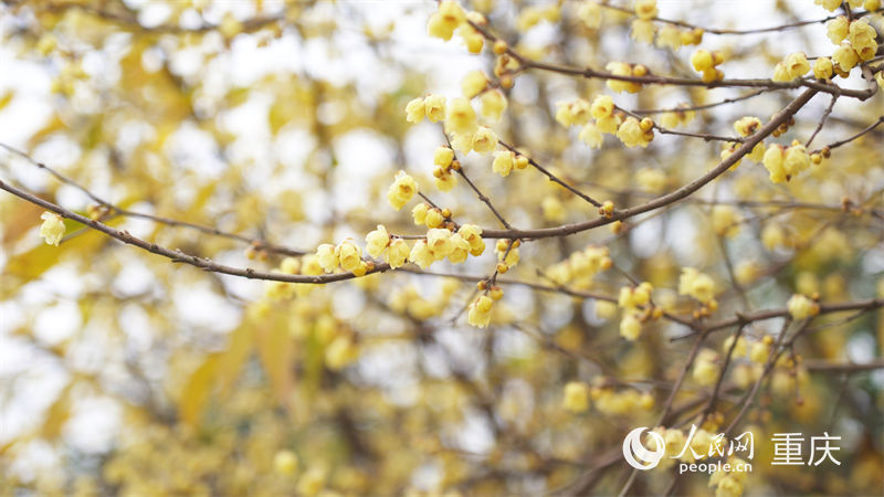靜觀鎮(zhèn)“素心蠟梅”以花大、色艷、香濃而著稱。人民網(wǎng) 劉祎攝