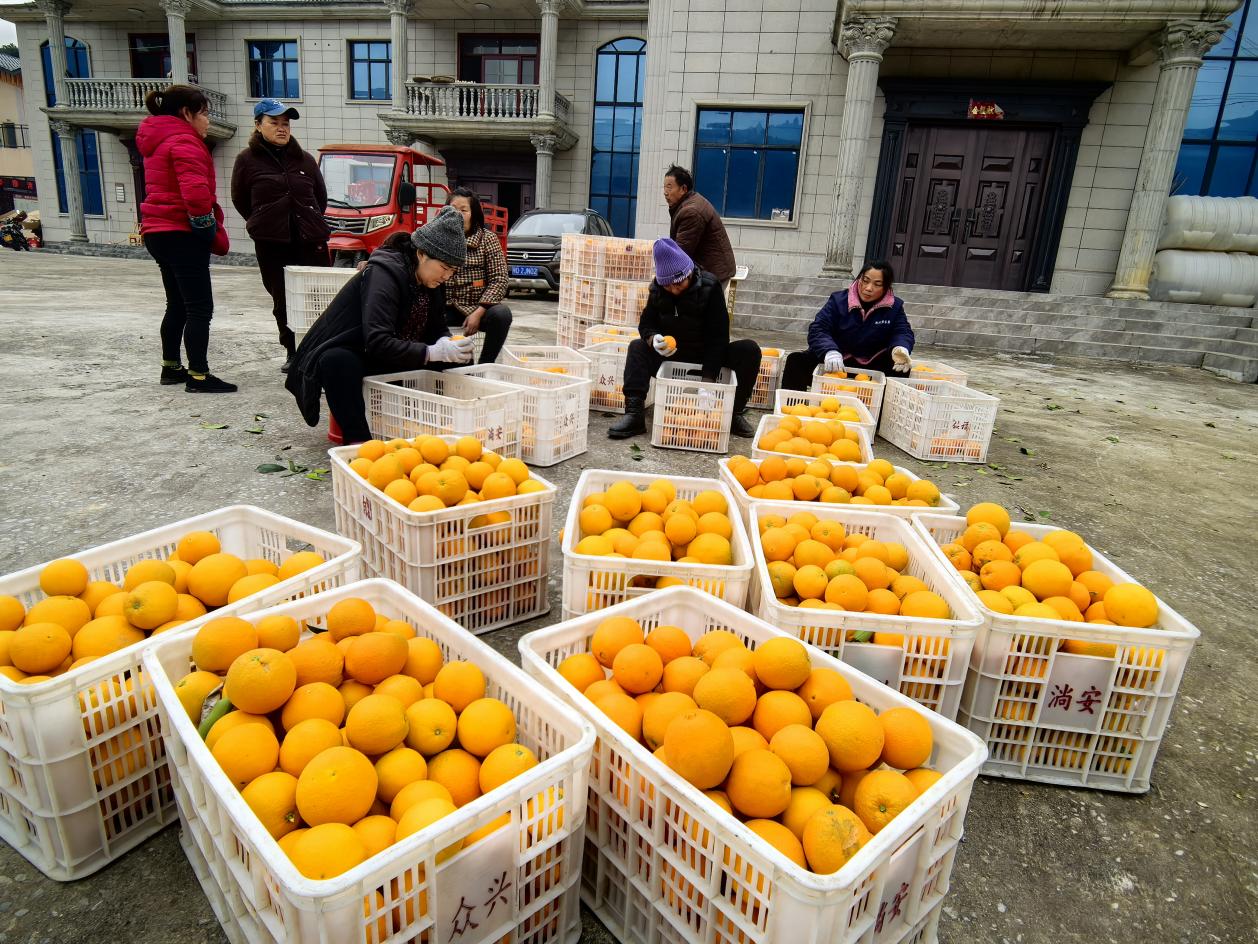 村民正在等待采購車輛上門運輸臍橙。李征攝