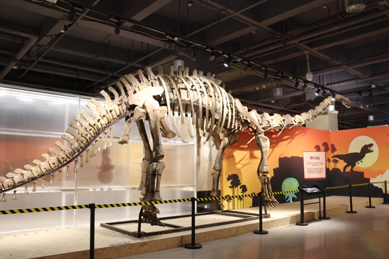 現(xiàn)場展出的恐龍化石。重慶園博園供圖
