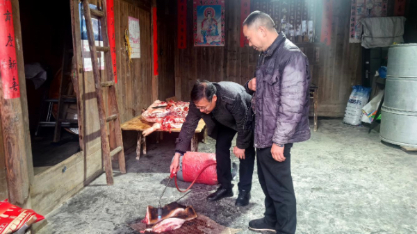 臨近春節(jié)，秀山縣稅務(wù)局派駐云隘村第一書記陳夕才（左）正在幫助云隘村村民處理、銷售土豬。張雯惠攝