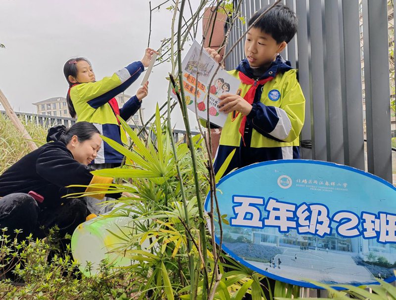 孩子們?cè)趧偡N植的月季枝蔓上懸掛“班級(jí)夢(mèng)想牌”。北碚區(qū)兩江春暉小學(xué)供圖