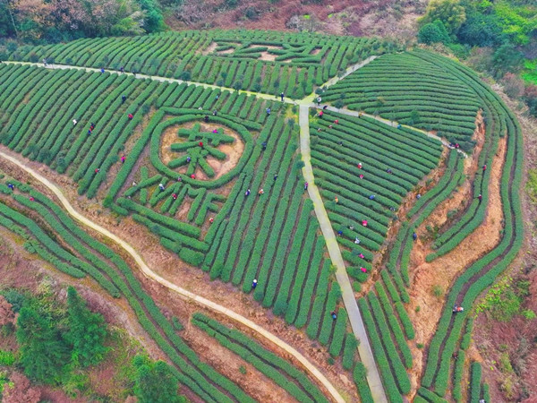 新農(nóng)村茶山上采茶忙。石漢謀攝
