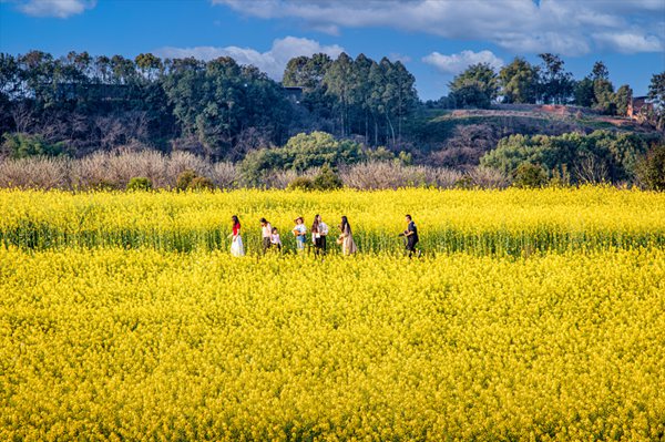 游客在油菜花田中暢游?；顒臃焦﹫D