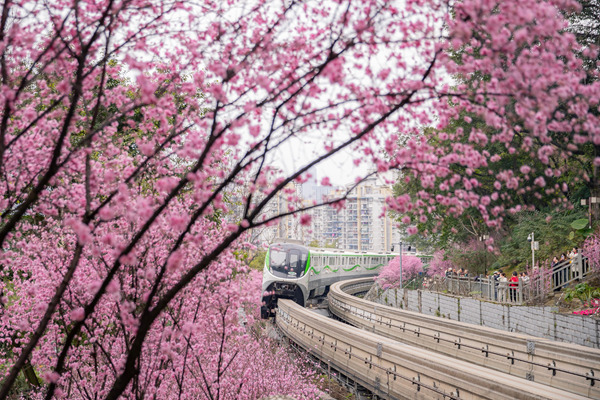 重慶軌道交通2號線列車穿行于花海之間。王歡攝