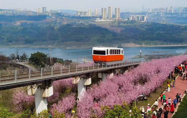 重慶禮嘉智慧公園陵江次元區(qū)域的千株“美人梅”盛放，時光纜車穿行其中，吸引游人駐足觀賞拍攝。劉薇攝