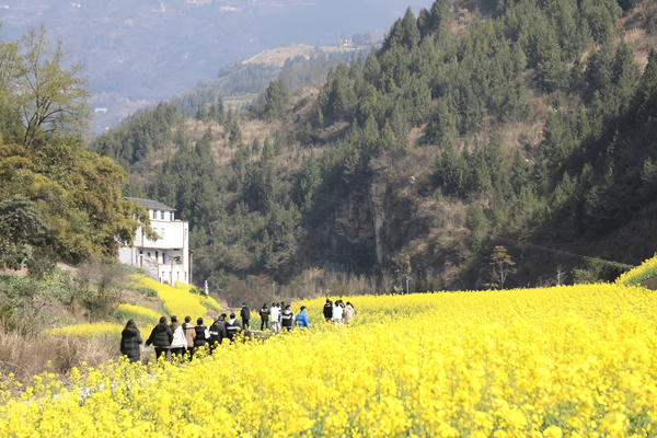 巫山縣龍溪鎮(zhèn)馬嶺村高建溝的50余畝油菜花盛開，吸引眾多市民前往游玩打卡。余琦攝