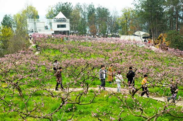 桃園在景區(qū)里，景區(qū)在桃園中。記者冉孟軍攝