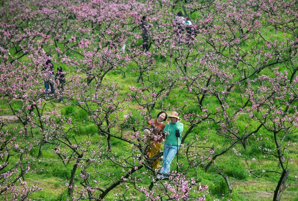 桃花燦，人們笑。冉孟軍攝
