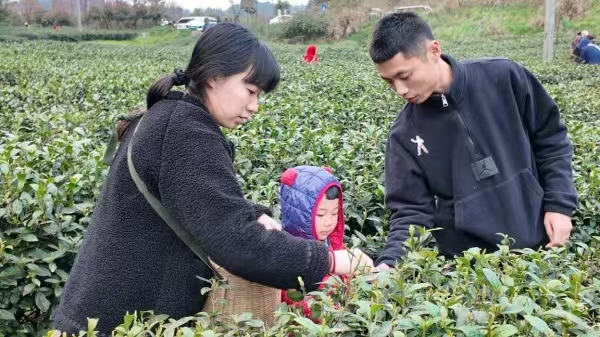 采茶體驗(yàn)。武隆區(qū)委宣傳部供圖