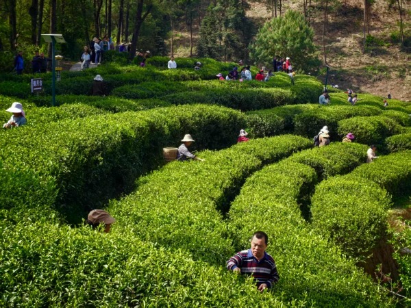 市民體驗采茶。任峰攝