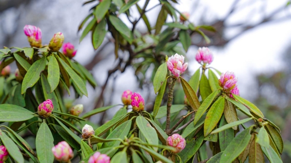花開金佛山。金佛山景區(qū)供圖