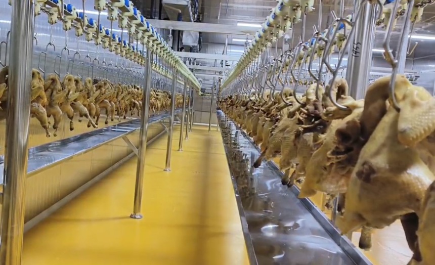 煮熟的雞肉進(jìn)行攤涼處理。受訪者供圖