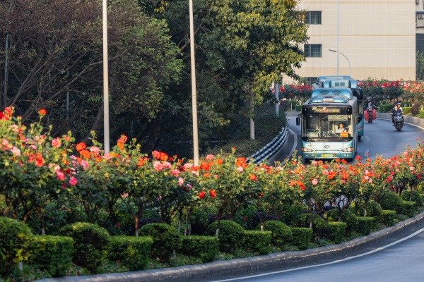 月季為城市增添了一抹靚麗的色彩。羅云希攝