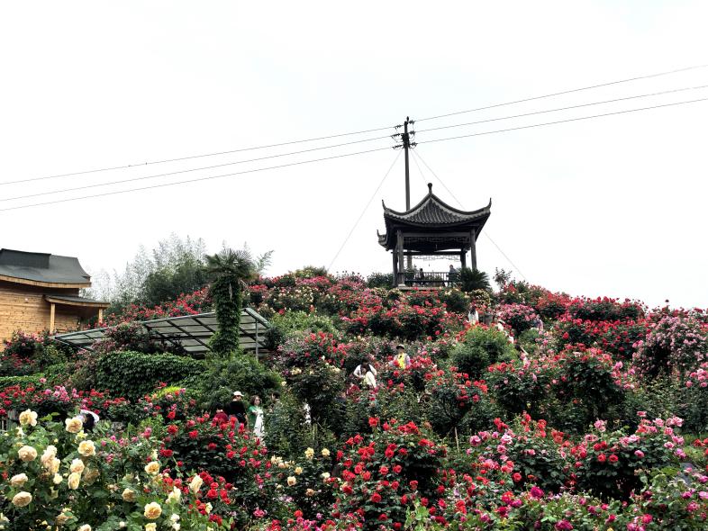 玫瑰盛放，美不勝收。徐雯瑄攝