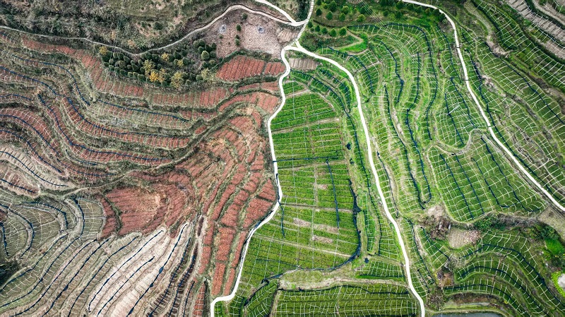 開(kāi)州區(qū)溫泉鎮(zhèn)樂(lè)園村崖柏繁育科研基地。蔡松余攝