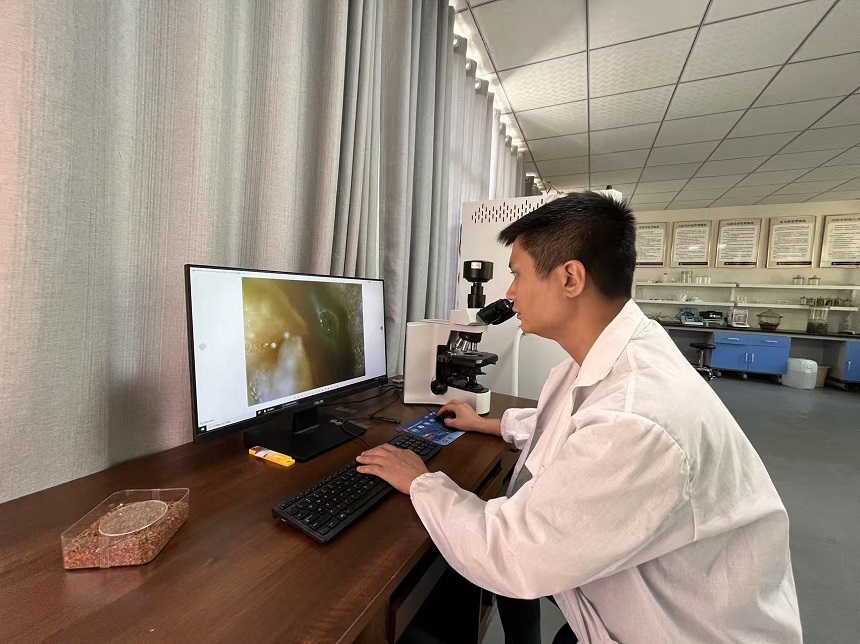 張光箭在實(shí)驗(yàn)室觀察崖柏花蕊。周小平攝