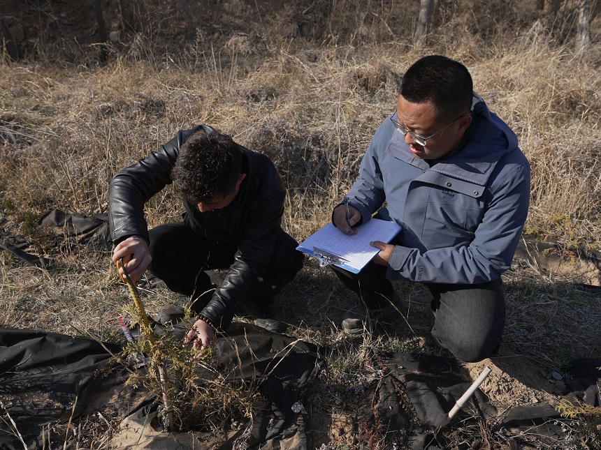王雷（右）和同事測(cè)量崖柏在山東長(zhǎng)島的生長(zhǎng)情況。受訪(fǎng)者供圖